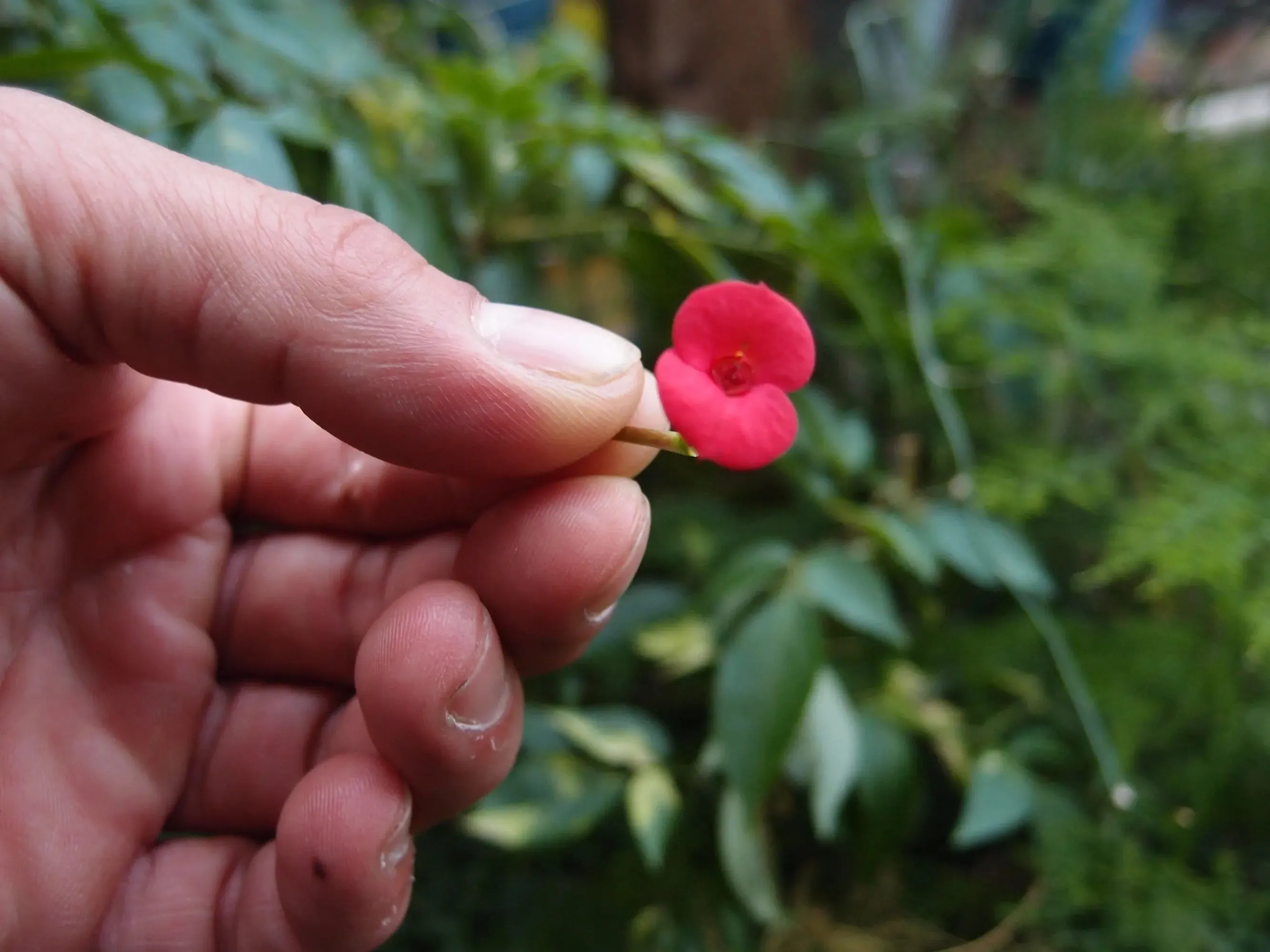 Sun necklace handmade with real flowers by Shrieking Violet - Poppy & Rose